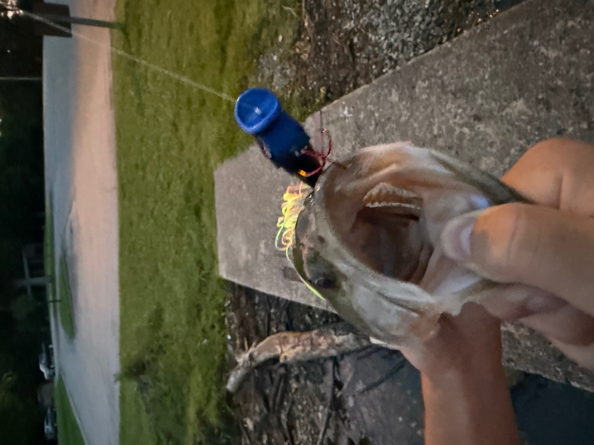 Bass caught on a Topwater Reaction Bait