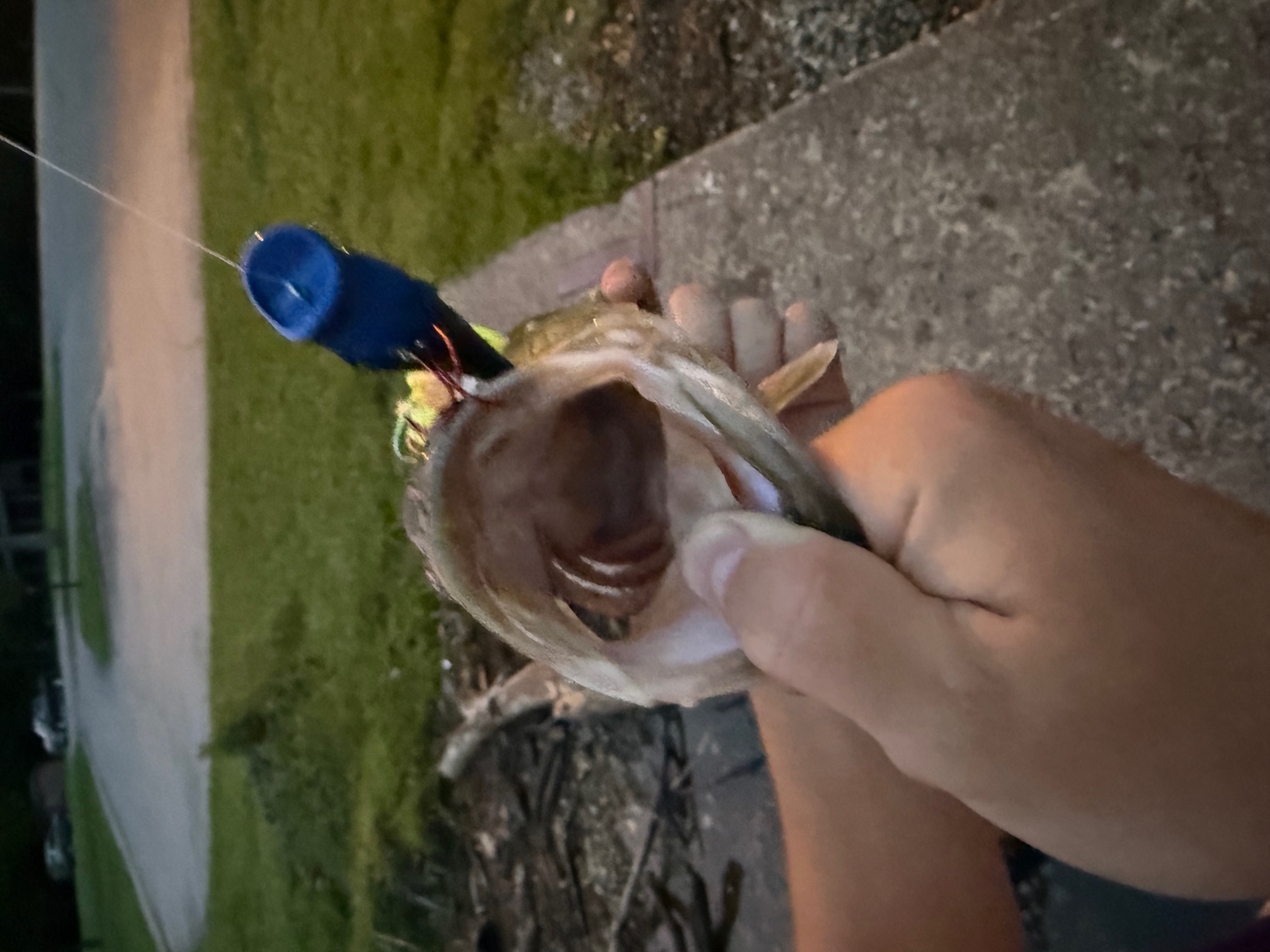 Bass caught on a Topwater Reaction Bait